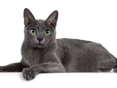 Korat cat