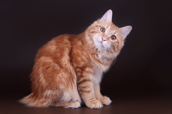 About the Bobtail des Kouriles Cat