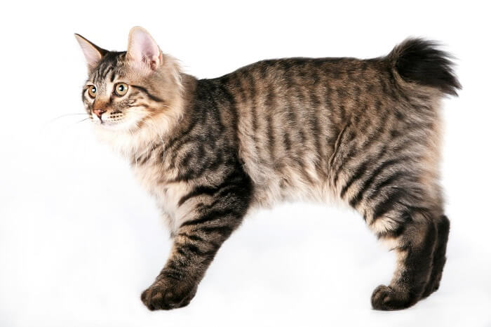 Bobtail des Kouriles Histoire du chat