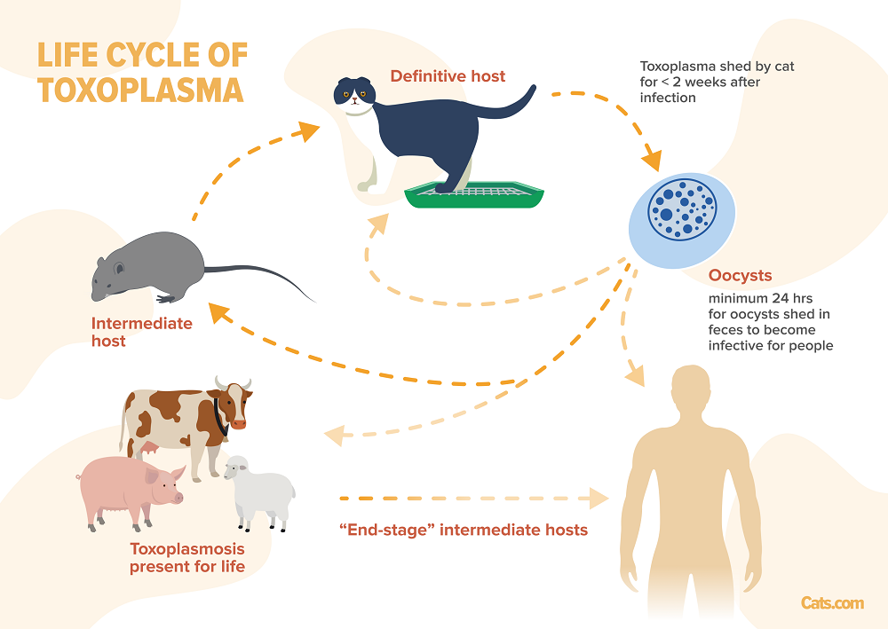 Cycle de vie de la toxoplasmose