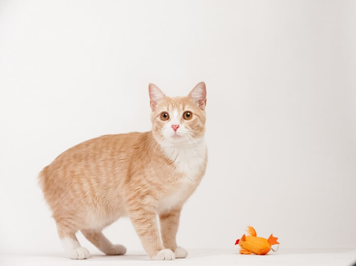 Image de chats Manx, connus pour leur absence de queue ou leur queue courte, assis gracieusement et mettant en valeur leur trait distinctif dans une pose de groupe attachante.