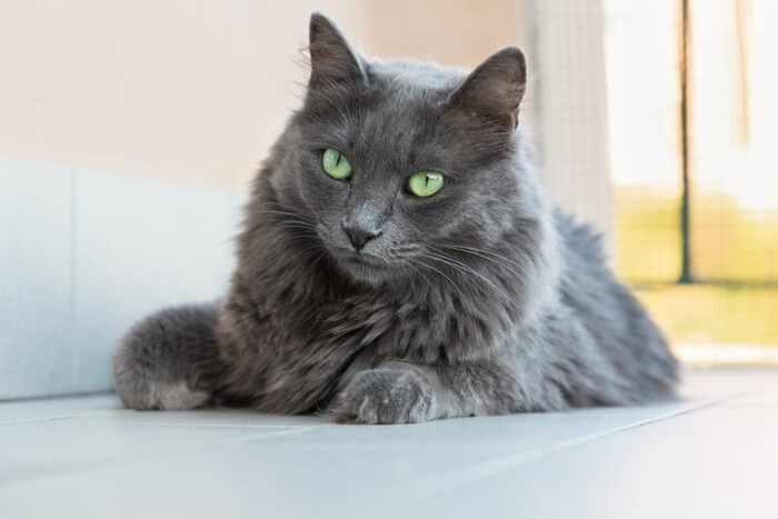 Nebelung Histoire du chat