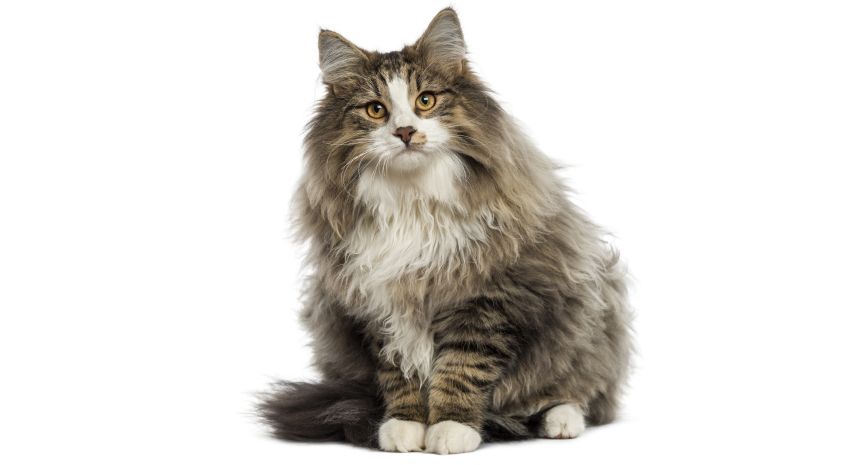 Norwegian Forest Cat