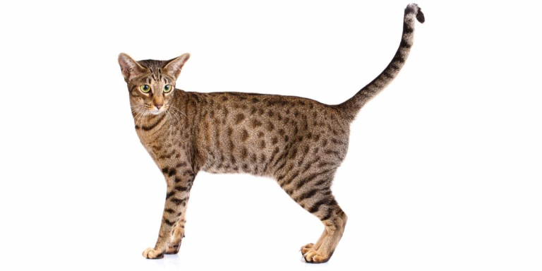 Ocicat