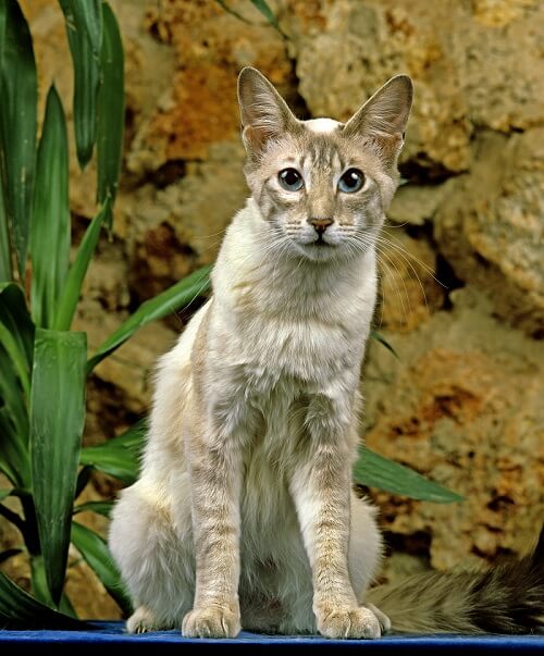 Oriental à poil long Cat Care