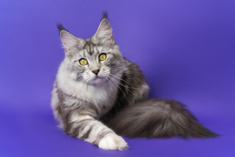 Maine Coon Histoire du chat