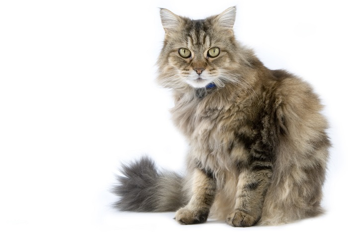 About the Gueux (Ragamuffin) Cat