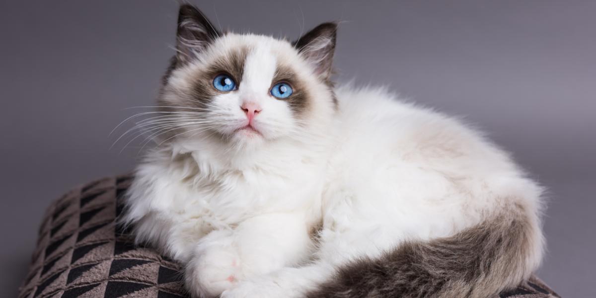 Chat Ragdoll