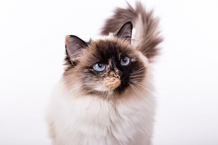 Ragdoll mignon