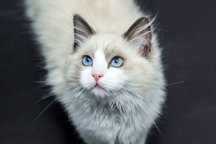 Une image capturant la nature sereine et douce d'un chat Ragdoll, mettant en valeur sa posture détendue et son beau pelage