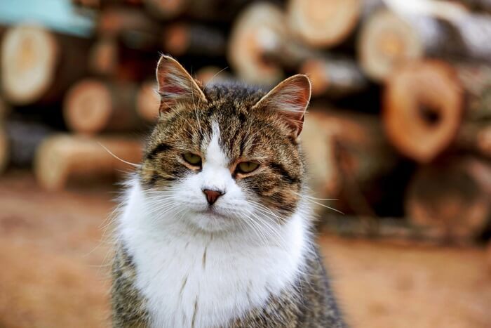 Russe blanc, noir et tabby Cat Care