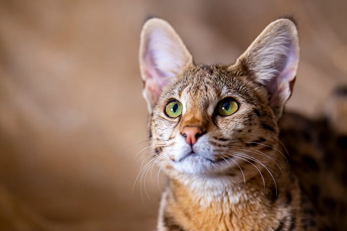 Image d'un chat Savannah, une race connue pour son apparence frappante ressemblant à un serval africain sauvage, mettant en valeur ses caractéristiques uniques et captivantes.