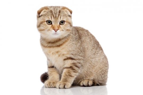 Scottish Fold (pli écossais)