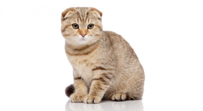 Scottish Fold (pli écossais)