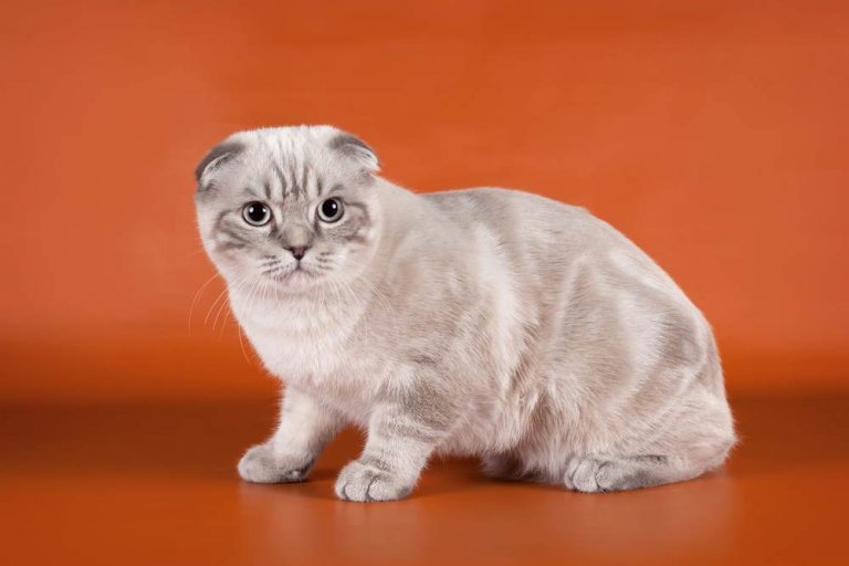 About the Scottish Fold (pli écossais) Chat