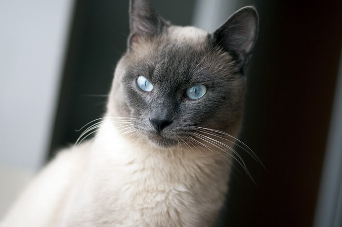 Chat siamois élégant et élancé avec un beau motif de pelage caractérisé par son corps pâle et son visage, ses oreilles, ses pattes et sa queue foncés, dégageant un air d'intelligence et de curiosité.