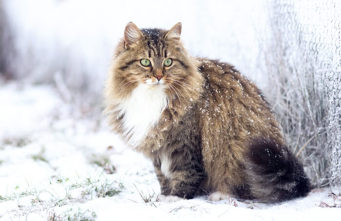 About the Sibérien Chat