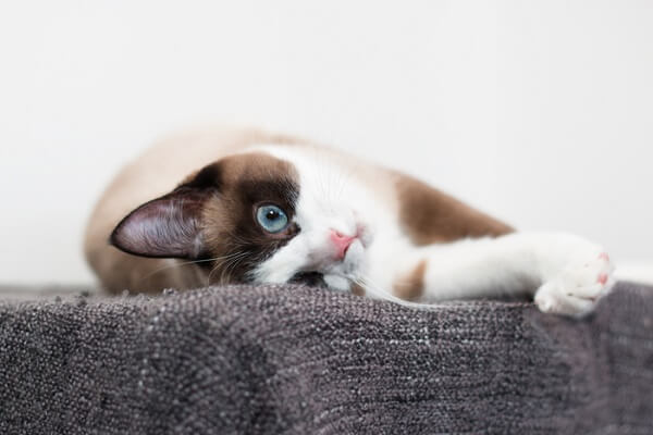 Une image mettant en valeur le charme adorable d'un chat Snowshoe, soulignant son motif de pelage unique et sa présence attachante.