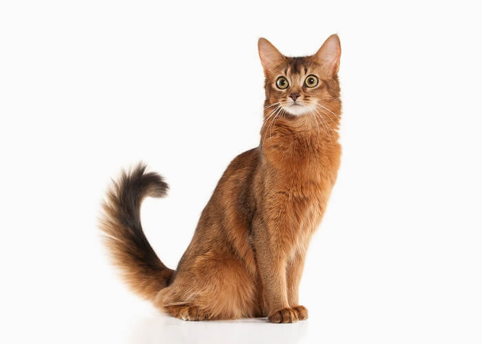 About the somali Cat