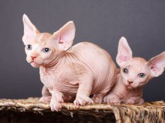 Canadian Hairless Sphynx male cat, displaying the unique appearance of this hairless breed