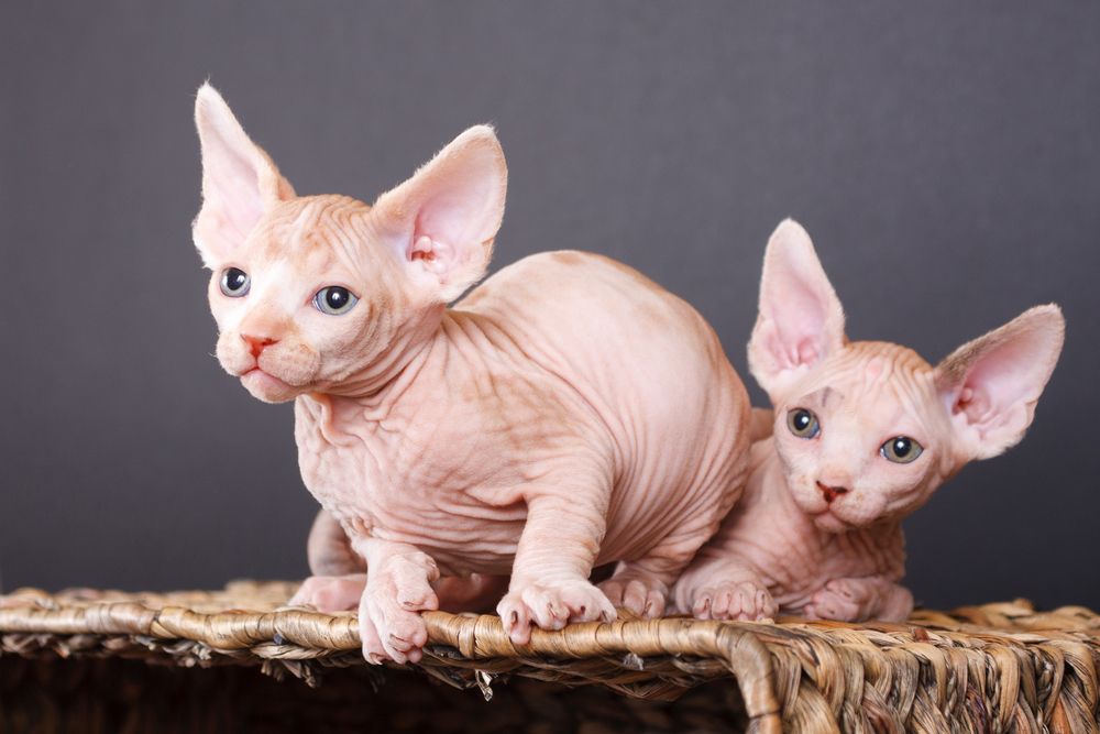 Canadian Hairless Sphynx male cat, displaying the unique appearance of this hairless breed