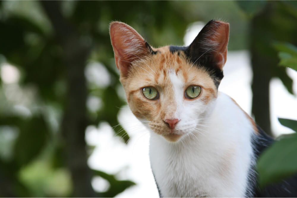 Chat sauvage avec TNR mange des pointes