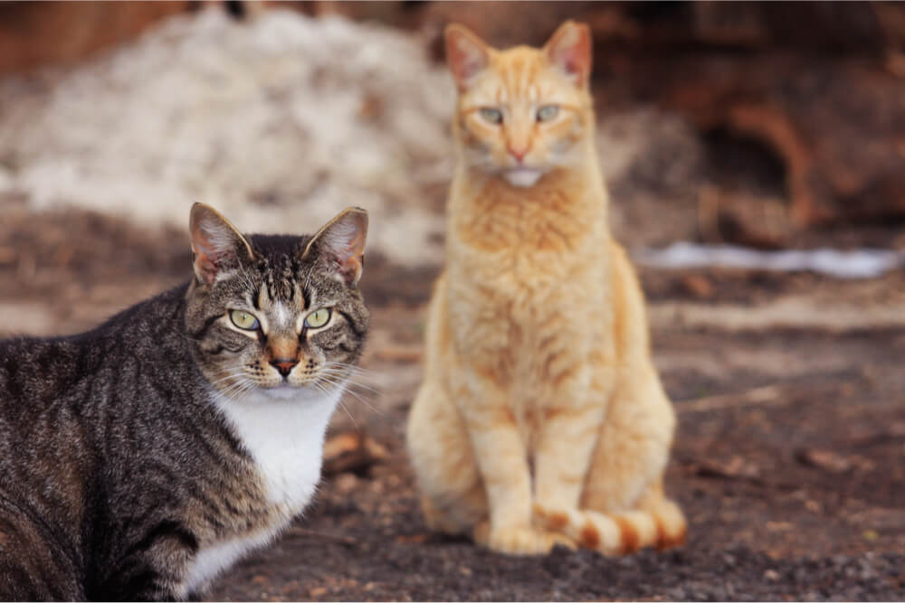 L’expérience joue un rôle dans la rapidité avec laquelle les chats vieillissent.