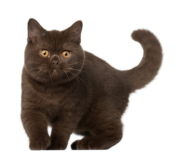 British Shorthair Histoire du chat