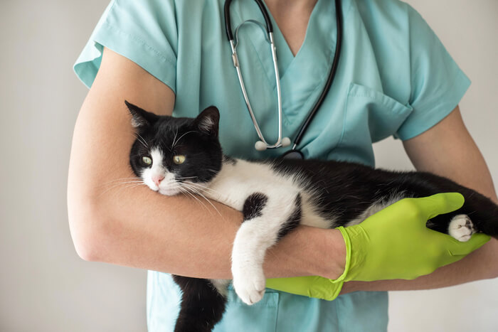 Photographie d'un vétérinaire tenant un chat, avec un accent particulier sur un chat noir