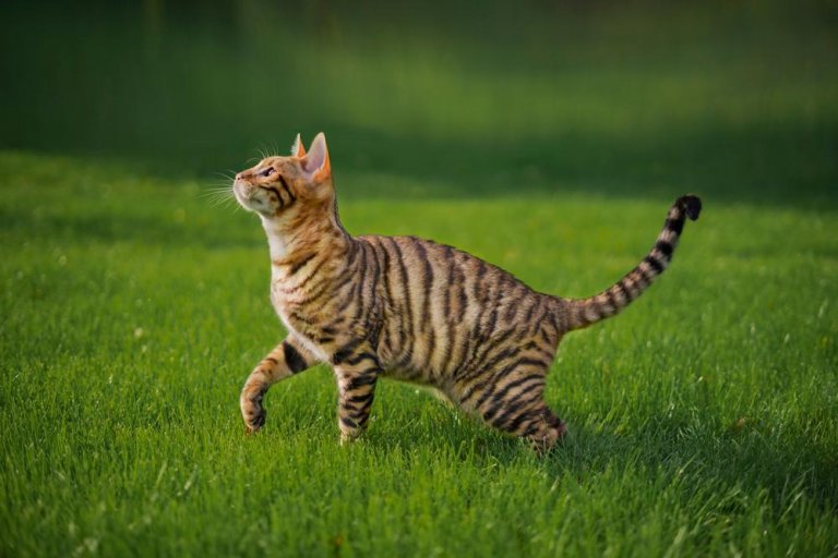 About the Toyger Chat