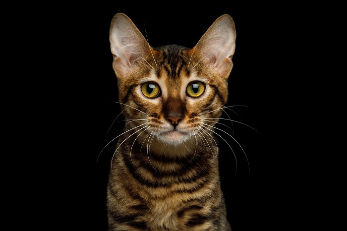 Toyger Histoire du chat