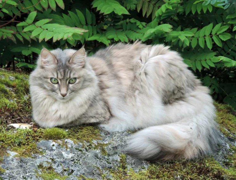 Angora turc Histoire du chat