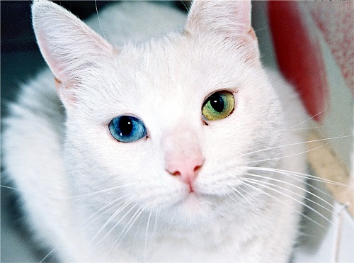 Angora turc aux yeux bleus et verts