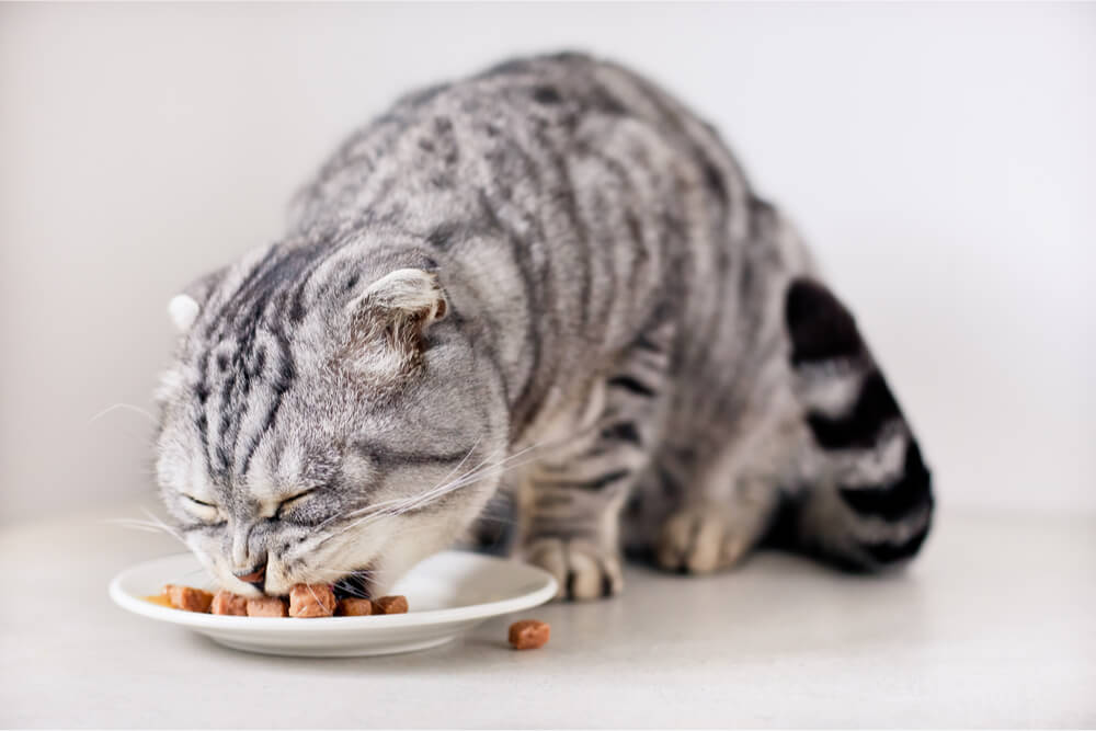 Chat tabby argenté mangeant de la nourriture humide