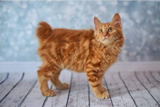 Chat Bobtail Américain