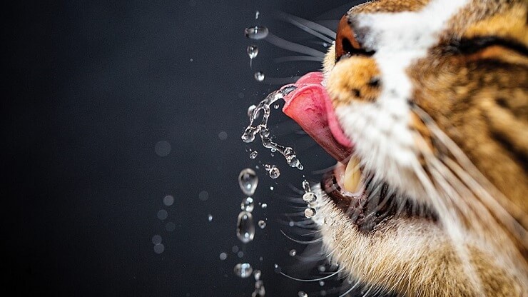 Comment faire boire plus d'eau à un chat