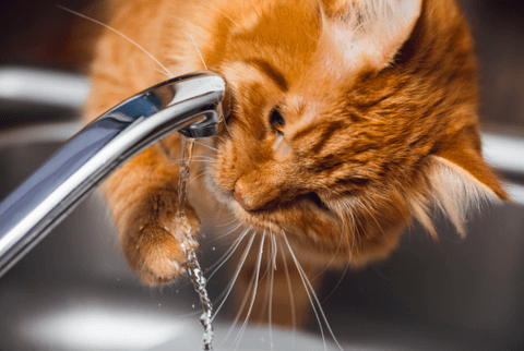 Chat buvant de l'eau