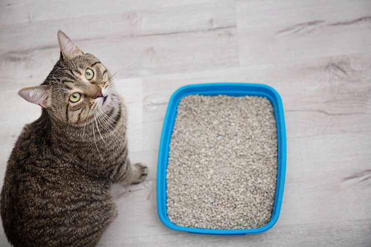 Tableau des selles pour chat et bac à litière