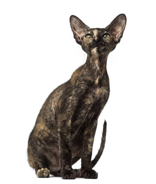 Peterbald Histoire du chat