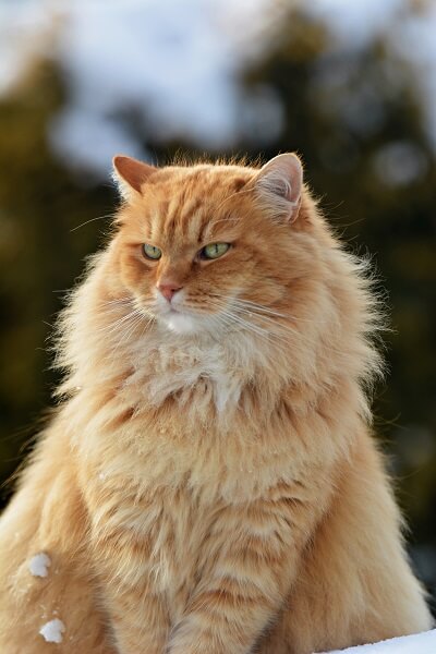 Sibérien Histoire du chat