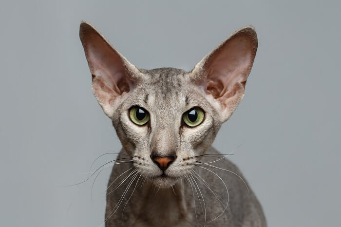 Peterbald drôle