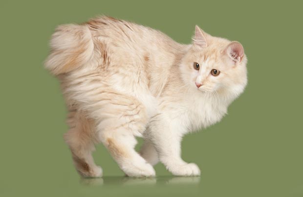 About the Bobtail des Kouriles Chat