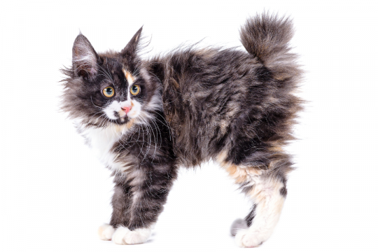 Bobtail des Kouriles