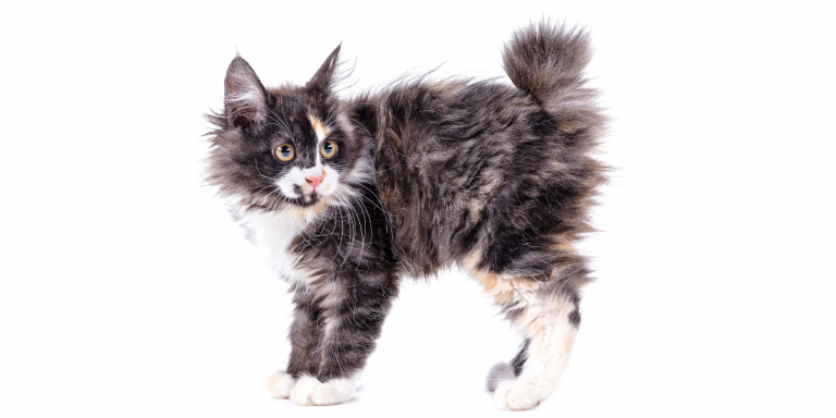 Bobtail des Kouriles