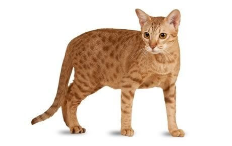 Ocicat Histoire du chat