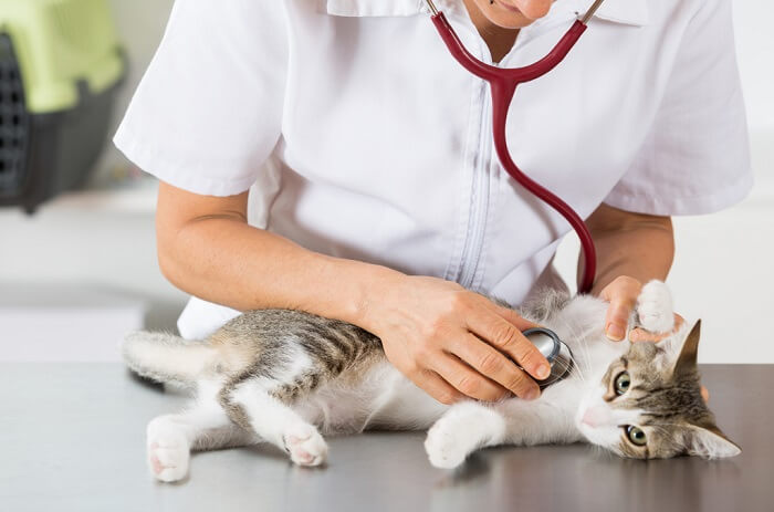 Effets secondaires du métronidazole chez le chat