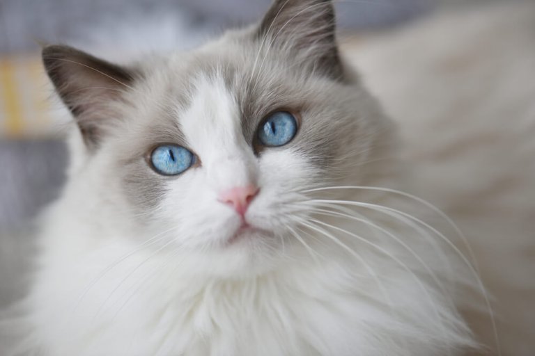 Ragdoll Histoire du chat