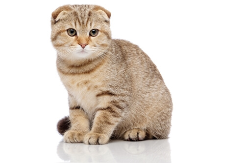 Chat Scottish Fold