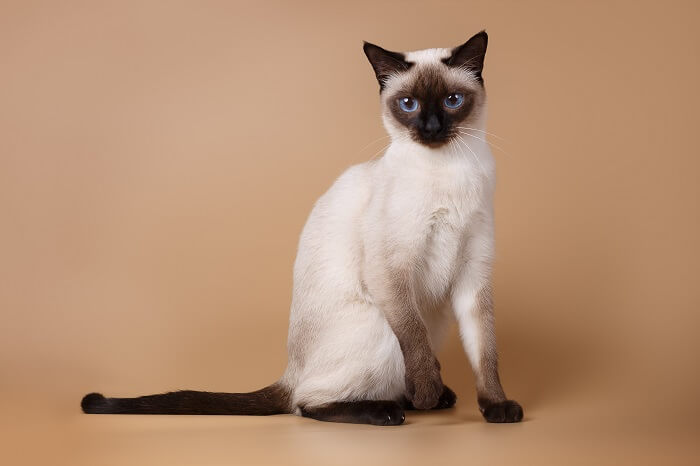 Image de chats siamois, connus pour leur corps élégant, leurs points de couleur frappants et leurs yeux bleus en forme d'amande, dans une pose de groupe captivante et royale.