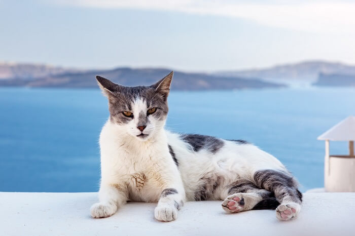 égéen Histoire du chat